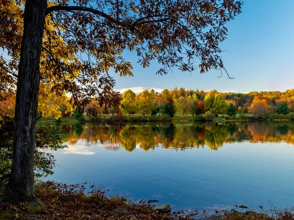 Keystone Gölü, Batı Moreland County, Laurel Highlands, Pennsylvania 'da Sonbaharda Suda Yansıyan Ağaçlar ve ön planda büyük bir ağaç. Renkli ağaç çizgisi.