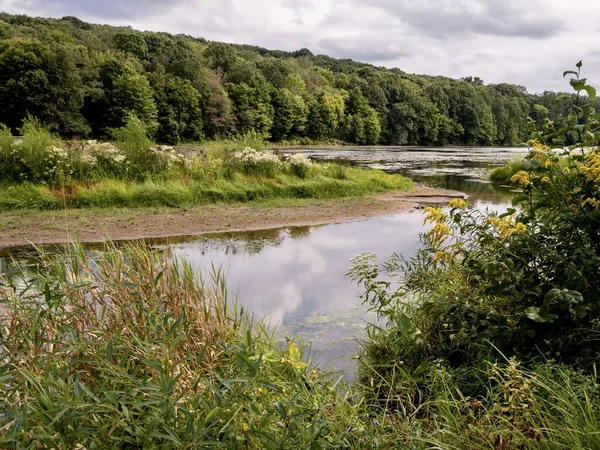 Yazın sonlarında Pennsylvania 'da Two Mile Run State Park' ta gökyüzü suya, arka planda ağaçlar ve ön planda kır çiçekleri, güzel manzaralı doğa..