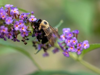 Siyah ve sarı çizgili yaban arısı mor bir kelebek çiçeğini döllüyor yaz aylarında yumuşak yeşil bir arka planla çiçek açıyor. Kanatlı böcek, vahşi yaşam, doğa..