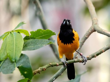Tropikal siyah ve turuncu kuş, doğadaki bir ağaç dalına tünemiş, vahşi yaşam, sıcak iklim hayvanı..