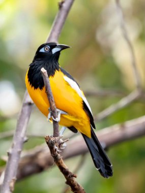 Kanatlarında beyaz bir şerit olan siyah ve sarı kuş, doğaya tünemiş, kanatları olan vahşi hayvan..