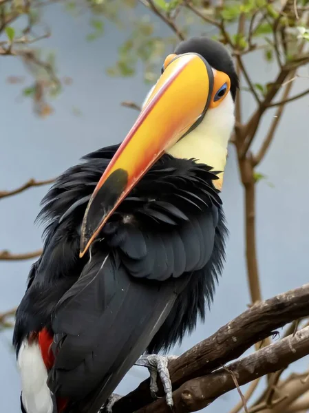 Toucan exotic tropical bird with a giant yellow beak sitting perched on a branch with leaves around it, wildlife animal.
