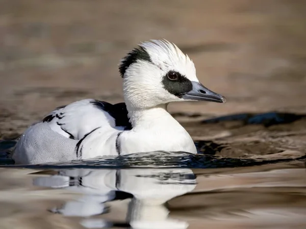 Waterfowl Duck swimming in the fresh lake water with waves rippling around it in nature, animal bird with feathers.