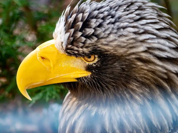 Bald Eagle wildlife animal bird with yellow beak and a yellow eye looking to the side up close in a macro shot in nature.