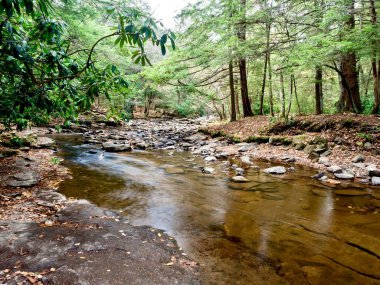 Swallow Falls Eyalet Parkı sonbaharda Maryland dağlarında dere ve şelalelerin aktığı, doğada şelalelerin çağladığı, yaprakların döküldüğü ve ağaçların döküldüğü mükemmel bir sonbahar manzarası yaratmak için..