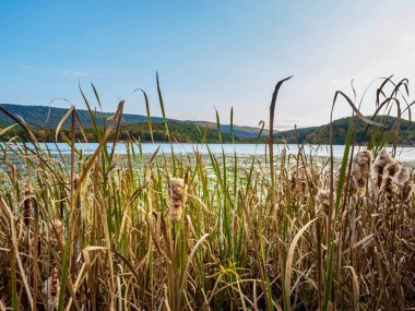 Pensilvanya 'da Canoe Creek Eyalet Parkı' nda sonbaharın başlarında mavi bir gökyüzü, ağaçlar ve su boyunca çimenler.  