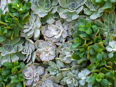 Yeşil yapraklı sularla dolu bir bahçe doğada birbirine yakın dizilmiş yeşil tonlarla örtüşen.