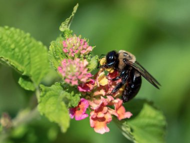 Turuncu ve pembe bir çiçeğe polen veren yaban arısı yazın arka planda yeşil yapraklarla çiçek açar.