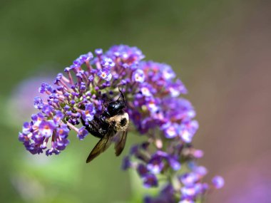 Mor bir kelebek çiçeğini dölleyen yaban arısı yazın arka planda yeşil yapraklarla çiçek açar.
