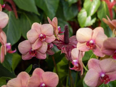 Doğada yetişen yeşil yapraklı pembe orkideler, sıcak sıcaklıkları seven ve güzel görünen tropikal bir bitki..