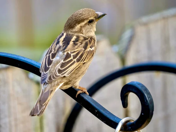 Brun Fjädrad Fink Fågel Sitter Uppe Naturlig Trästaket Naturen Bakgård — Stockfoto