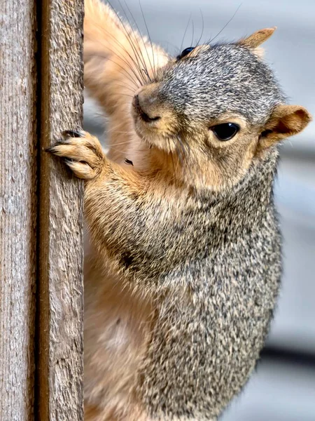 Una Ardilla Roedor Mamífero Sentado Una Valla Agarrando Valla Comiendo —  Fotos de Stock