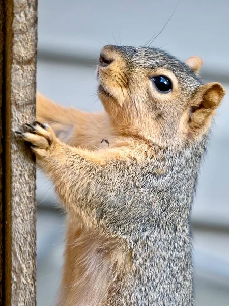 Ein Eichhörnchen Nagetier Säugetier Das Auf Einem Zaun Sitzt Oder — Stockfoto