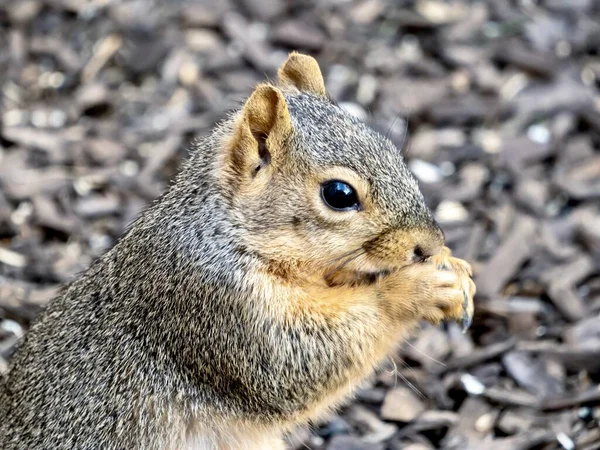 Ekorre Gnagare Däggdjur Sittande Ett Staket Eller Greppa Staketet Äta — Stockfoto