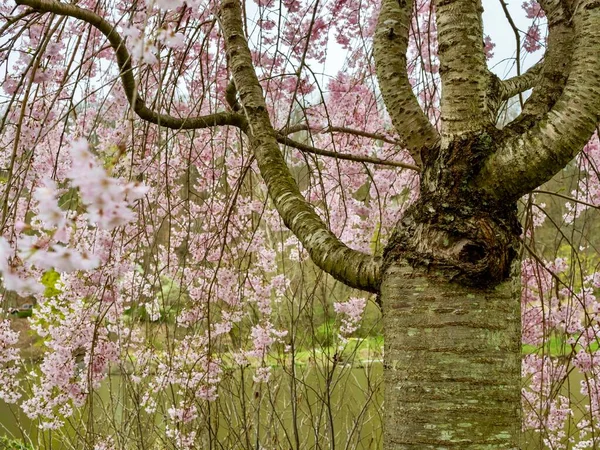 Pittsburgh yakınlarındaki Allegheny County 'deki North Park' ta ilkbaharda çiçek açan Sakura kiraz ağacı doğadaki muhteşem ağaçtan sarkan güzel pembe çiçekler..  