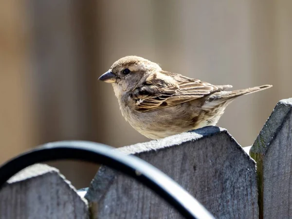 Pájaro Pinzón Posado Una Valla Primavera Naturaleza Fauna Animal Aviar —  Fotos de Stock