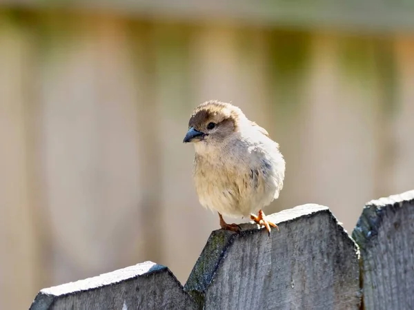 Finkenvogel Hockt Frühling Der Natur Auf Einem Zaun Wildvogel Hautnah — Stockfoto