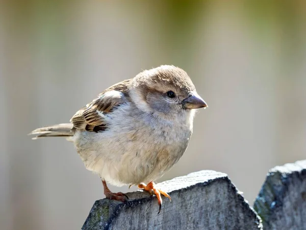 Pájaro Pinzón Posado Una Valla Primavera Naturaleza Fauna Animal Aviar —  Fotos de Stock