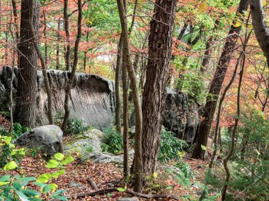 Cooper 'lar Batı Virginia' daki Rock State Ormanı 'nda yaprakları dökülen yapraklar ve yapraklarla birlikte tabiatın ormanlarında..