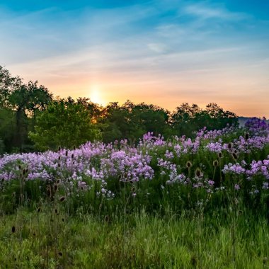 Güneşin yamaçtan yükselen manzarası. Mor kır çiçekleri, kadınlar, roketler, mavi, pembe ve turuncu gökyüzü rengarenk phlox.