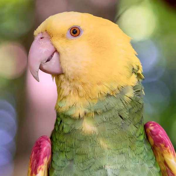 Tropical Exótico Falando Arara Papagaio Pássaro Animal Vida Selvagem Empoleirado — Fotografia de Stock