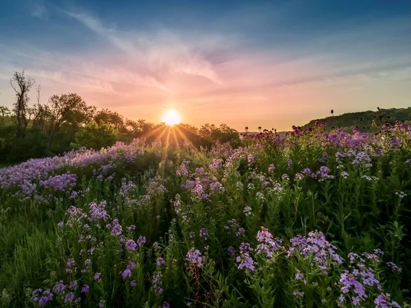 Güneşin yamaçtan yükselen manzarası. Mor kır çiçekleri, kadınlar, roketler, mavi, pembe ve turuncu gökyüzü rengarenk phlox. 