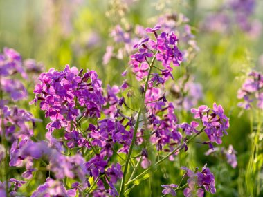 Mor kadınlar roketi, fenomen, ilkbaharda kır çiçeği. Güneybatı Pennsylvania 'da çimenlerin ve tarlaların yumuşak, bulanık yeşil arka planı var..