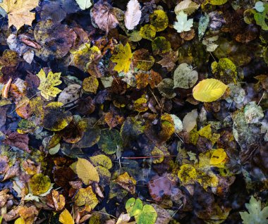 Sonbahar yaprakları dökülüyor. Akçaağaç ve kestane ağaçları yapraklarını döker. Altın sonbahar.