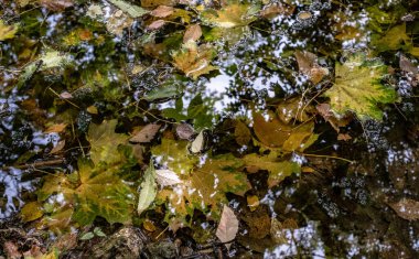 Sonbahar yaprakları dökülüyor. Akçaağaç ve kestane ağaçları yapraklarını döker. Altın sonbahar.