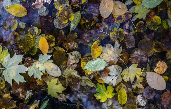 Outono Caem Folhas Maples Chestnut Árvores Derramam Suas Folhas Outono — Fotografia de Stock