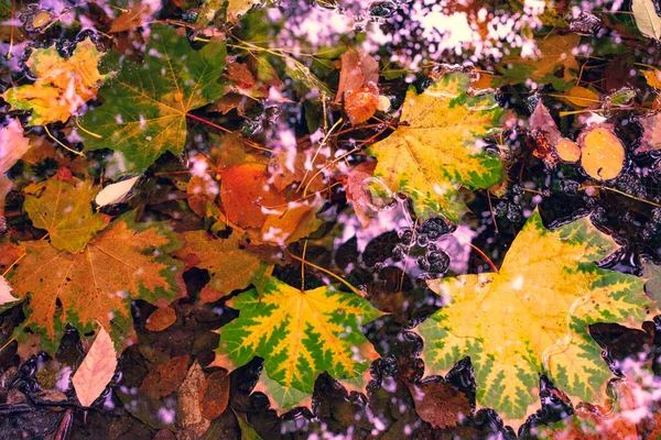 Podzimní Listí Padá Javory Kaštany Odhazují Listí Zlatý Podzim — Stock fotografie