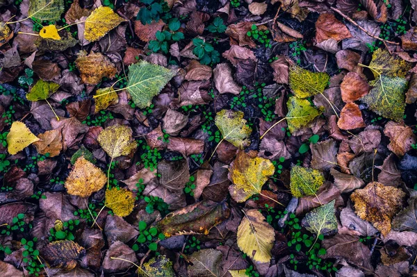 Outono Caem Folhas Maples Chestnut Árvores Derramam Suas Folhas Outono — Fotografia de Stock