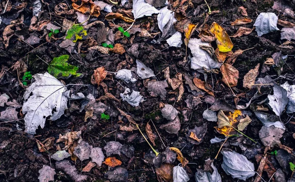 秋天落叶 枫树和栗树落叶 — 图库照片