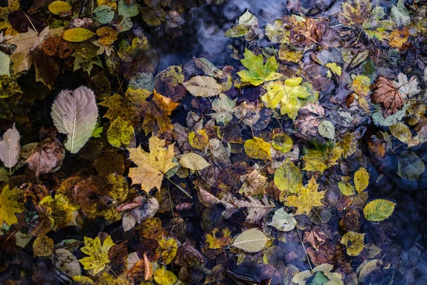 Jesienny Liść Spada Klony Kasztany Zrzucają Liście Złota Jesień — Zdjęcie stockowe