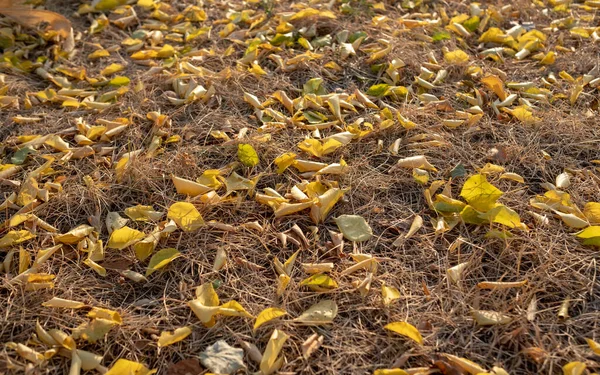 Outono Caem Folhas Maples Chestnut Árvores Derramam Suas Folhas Outono — Fotografia de Stock