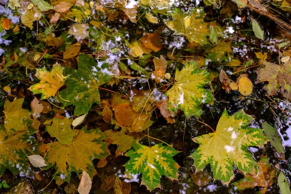 Outono Caem Folhas Maples Chestnut Árvores Derramam Suas Folhas Outono — Fotografia de Stock