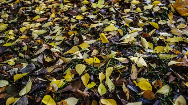 Outono Caem Folhas Maples Chestnut Árvores Derramam Suas Folhas Outono — Fotografia de Stock