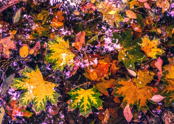 Jesienny Liść Spada Klony Kasztany Zrzucają Liście Złota Jesień — Zdjęcie stockowe
