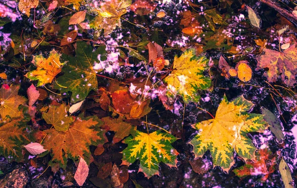 Outono Caem Folhas Maples Chestnut Árvores Derramam Suas Folhas Outono — Fotografia de Stock