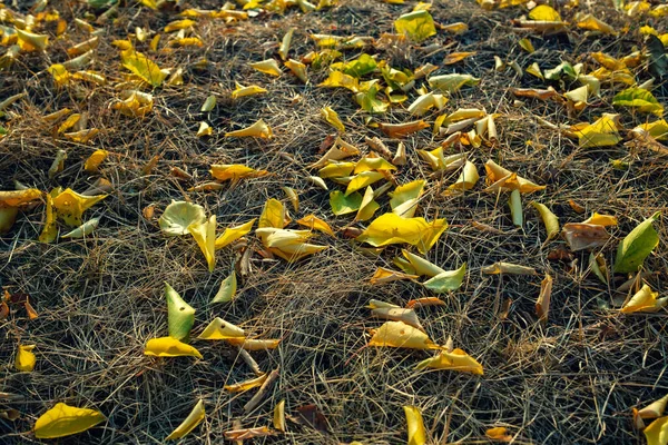 Φθινοπωρινή Πτώση Σφεντόνες Και Καστανιές Ρίχνουν Φύλλα Τους Χρυσό Φθινόπωρο — Φωτογραφία Αρχείου