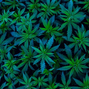 Bitki deseni, taze esrar filizleri