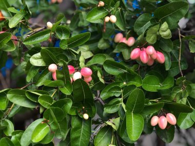 Organik botanik bahçesindeki ağaç dalında Carunda veya Karonda meyveleri yetişiyor. Sağlık için bitki meyvesi, Seçici odak.