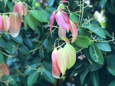 Tarçın bitkisel bitki bahçesinde yetişir. Tropik botanik ağaçları..