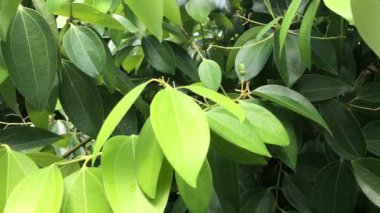 Güzel tarçın bitkisel bitki bahçesinde yetişiyor. Tropik botanik ağaçları..