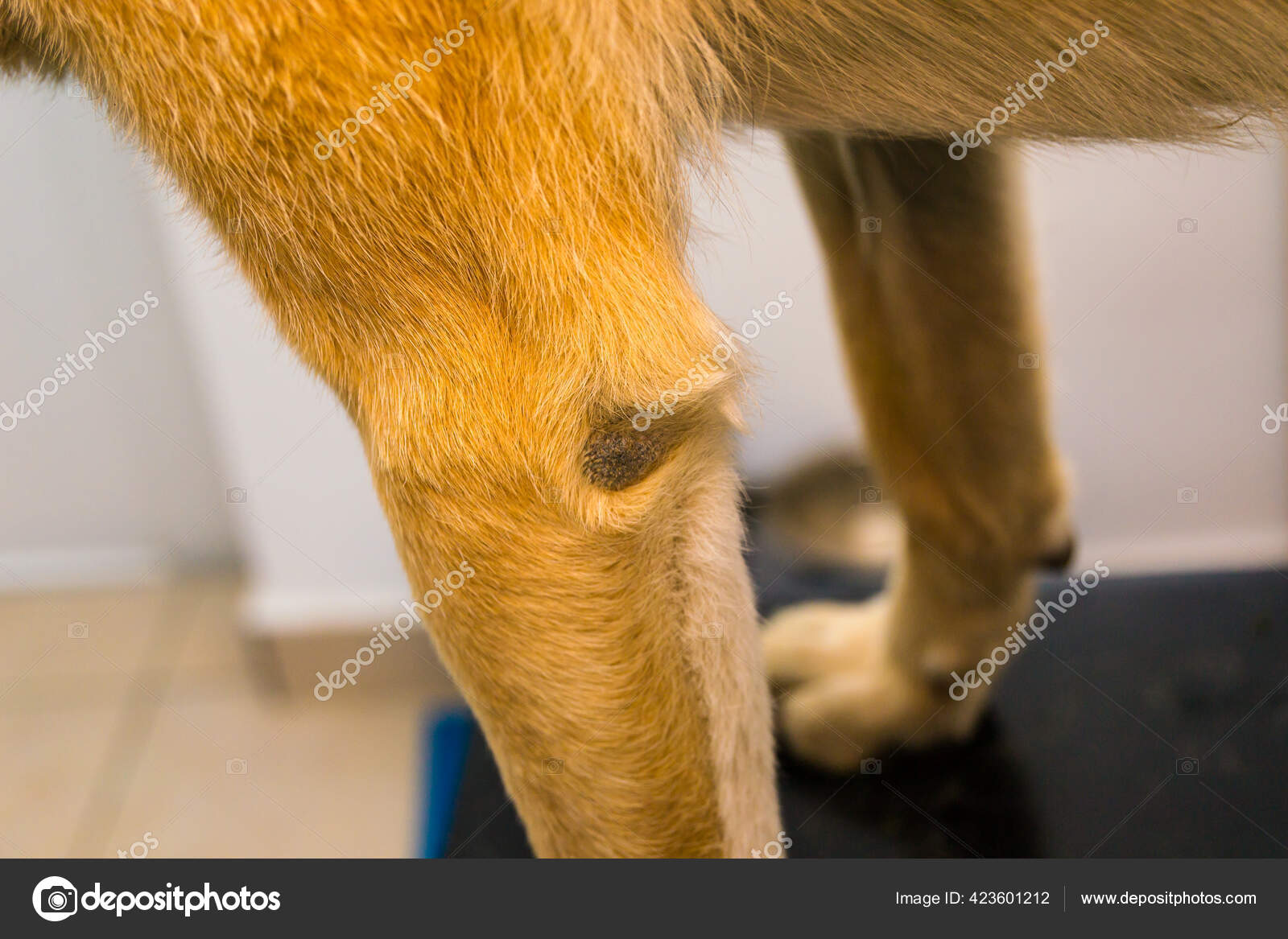 Callus Pyoderma Elbow Two Year Old Dog Although Dog Had Stock 