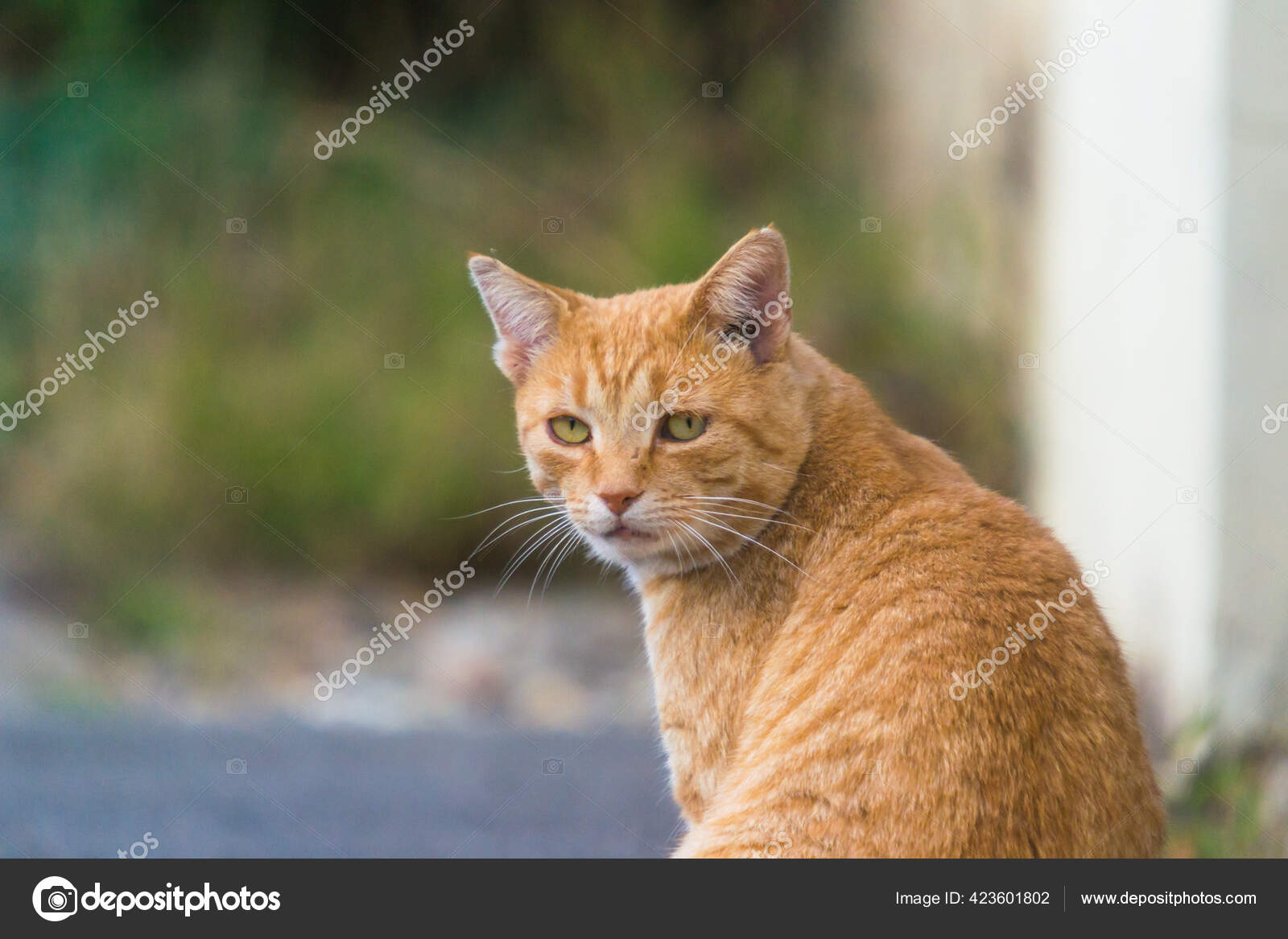 在街上养生姜猫或家养短尾猫 图库照片 C Gabitodorean
