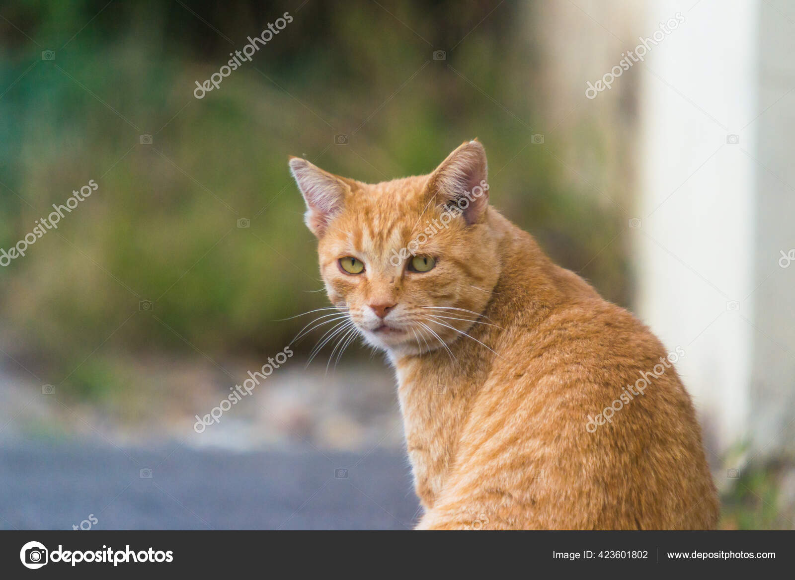 在街上养生姜猫或家养短尾猫 图库照片 C Gabitodorean 在街上养生姜猫或家养短尾猫 图库照片 C Gabitodorean