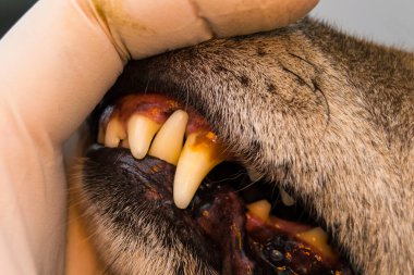 Bir köpek dişinin tartar ya da bakteri plakalı yakın plan fotoğrafı.