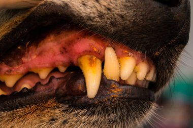 Bir köpek dişinin tartar ya da bakteri plakalı yakın plan fotoğrafı.