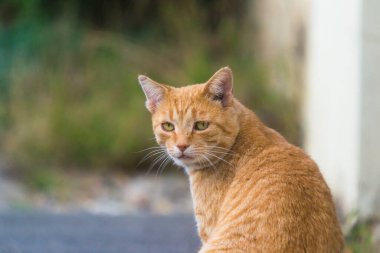Zencefilli kedi ya da evcil kedi yavrusu